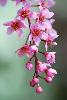 Prunus padus 'Colorata' - střemcha obecná - květenství